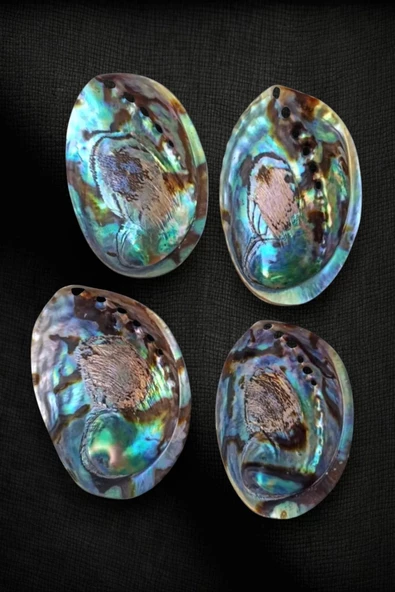 Abalone Shell Süper Renkli Istiridye Kabuğu - Resim 3