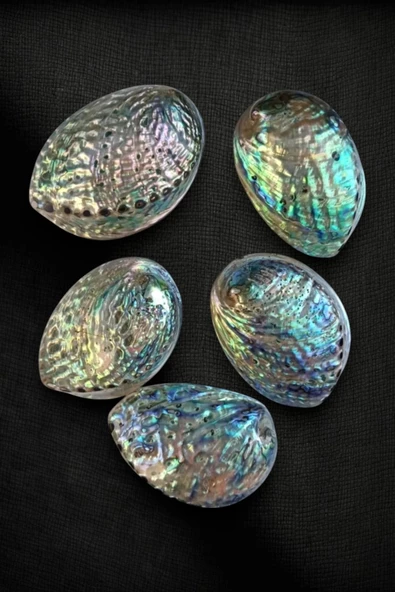 Abalone Shell Süper Renkli Istiridye Kabuğu - Resim 2