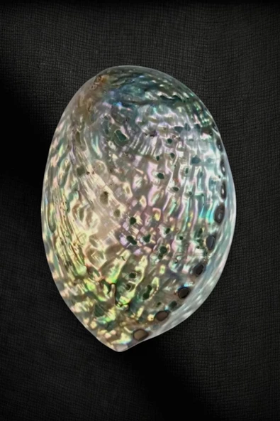 Abalone Shell Süper Renkli Istiridye Kabuğu ürün görseli 1