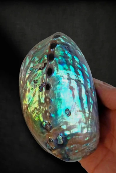 Abalone Shell Süper Renkli Istiridye Kabuğu - Resim 4