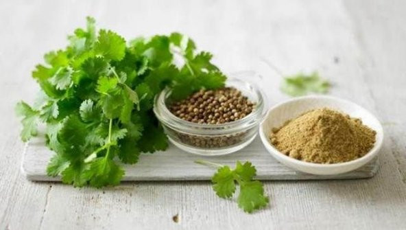 Şifalı Kişniş Aşotu Fidesi (5 adet) ürün görseli 1