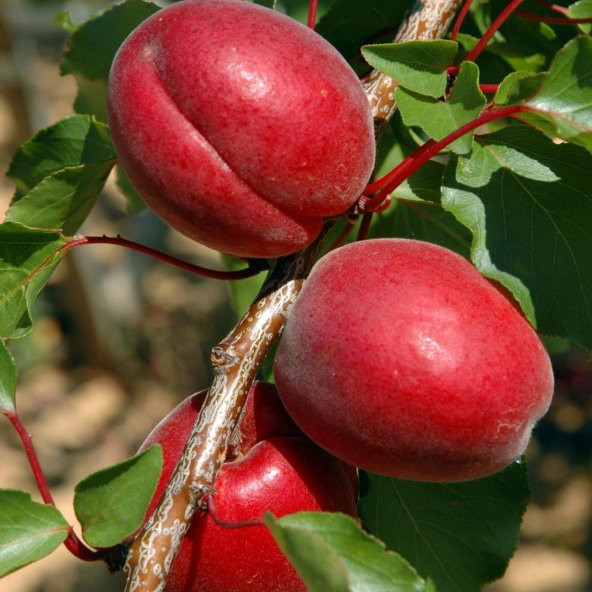 Tüplü Yüksek Verimli Zaiges Red Moon Kırmızı Kayısı Fidanı (10-30 cm) ürün görseli 1