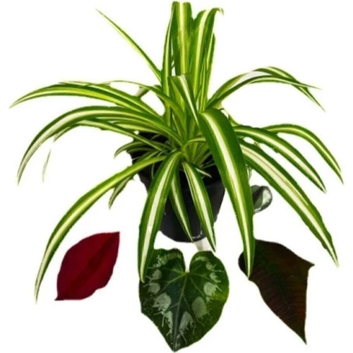 Yavrulu Chlorophytum Comosum Kurdele Çiçeği 10-20 cm ürün görseli 1