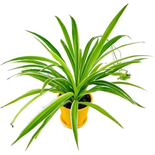Çok Yıllık Kurdele Çiçeği Chlorophytum 10-20 cm ürün görseli 1