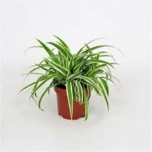 Dekoratif Kurdele Çiçeği Chlorophytum Comosum Variegatum 10-20 cm ürün görseli 1