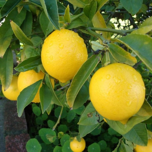 Tüplü Soğuklara Dayanıklı Verimli Yarı Bodur Mayer Limon Fidanı ürün görseli 1