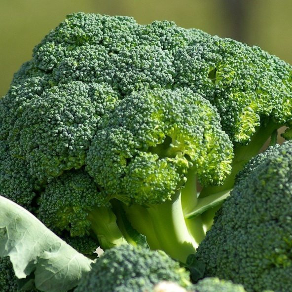 Green Star Brokoli Fidesi (5 Adet) ürün görseli 1