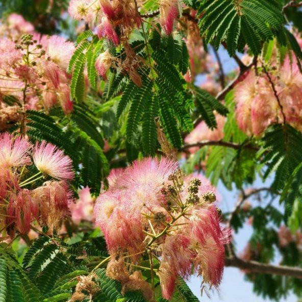 Tüplü Albizzia julibrissin Gülibrişim İpek Ağacı Fidanı (30-60 cm) ürün görseli 1