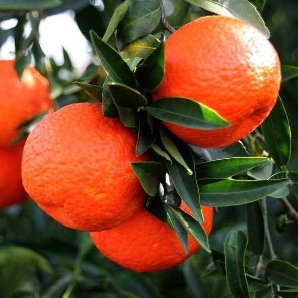 Tüplü Aşılı Aromatik Bol Verimli King Mandalina Fidanı ürün görseli 1