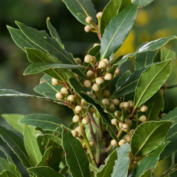 Tüplü Aromatik Defne (Laurus Nobilis) Fidanı ürün görseli 1