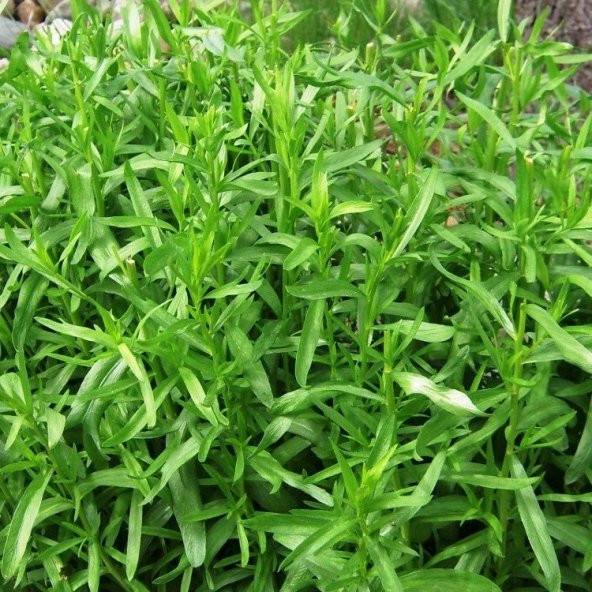 Tarhun(Artemisia dracunculus) Otu Tohumu(50 tohum) ürün görseli 1