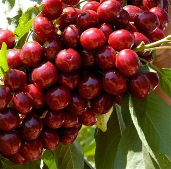 Tüplü Aromatik Bol Verimli Yarı Bodur Lapins Kiraz Fidanı ürün görseli 1