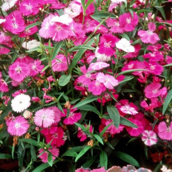 Dianthus Bahar Pembesi Çiçeği Tohumu (50 adet) ürün görseli 1