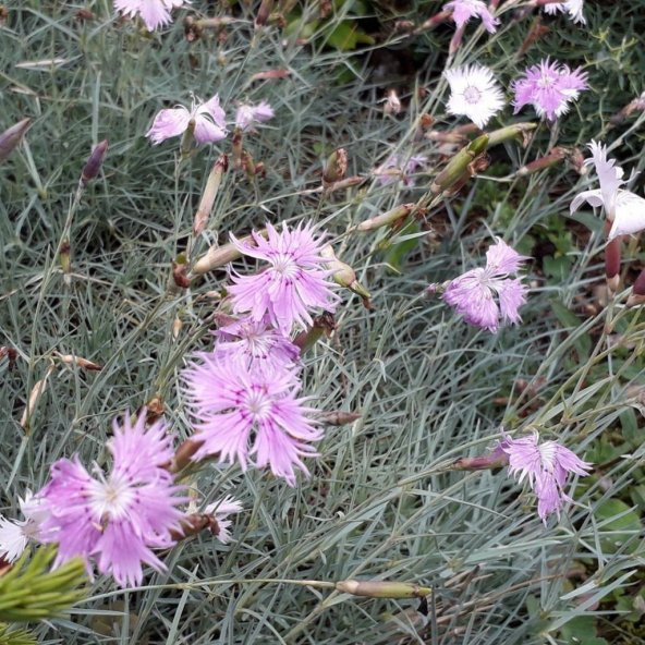 Pembe Dianthus Çiçeği Tohumu (50 adet) - Resim 2