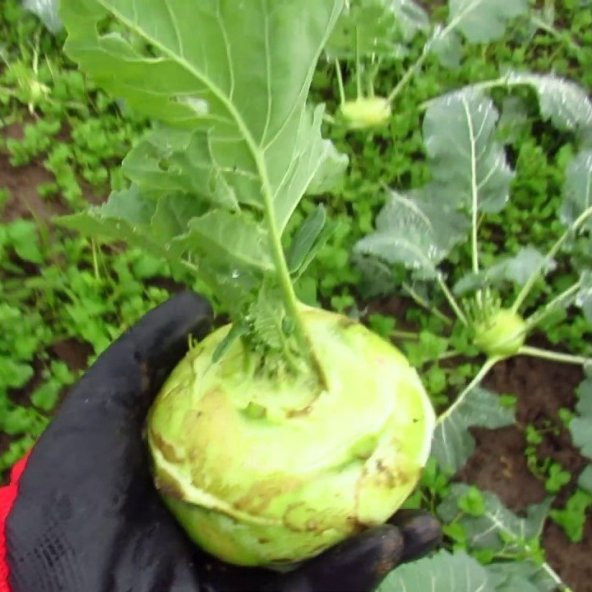 Yeşil Alabaş Kohlrabi Tohumu (20 Tohum) ürün görseli 1