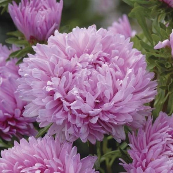 Pompon Rose Aster Çiçeği Tohumu(50 tohum) - Resim 2