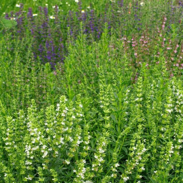 Meksida Beyazı Hyssop Çiçeği Tohumu(50 tohum) ürün görseli 1