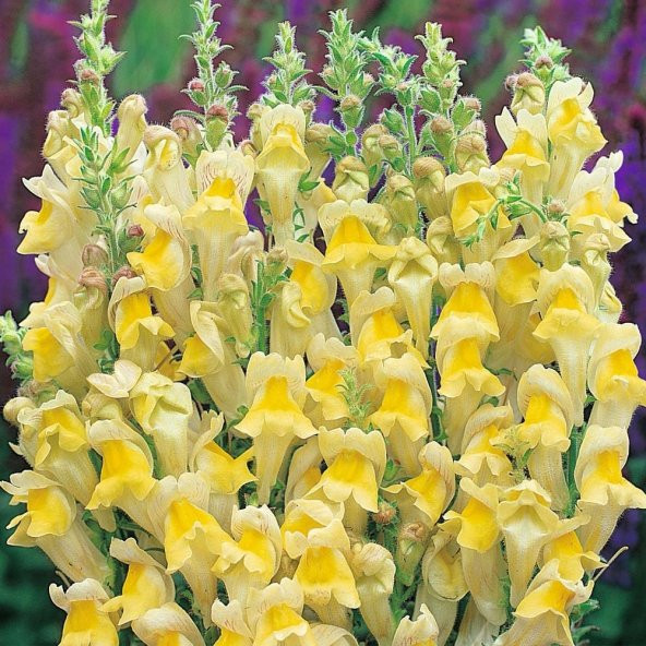 Sarı Renkli Aslanağzı Antirrhinum Braun-blanquetii Tohumu (20 tohum) ürün görseli 1