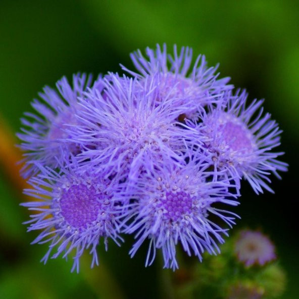 Ageratum Mexicanum Mavi Vapur Dumanı Çiçeği Tohumu (100 tohum) ürün görseli 1