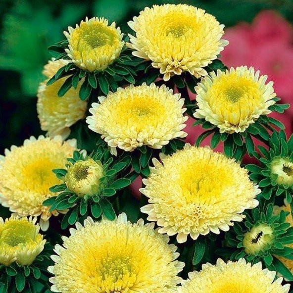 Sarı Pompon Aster Çiçeği Tohumu(50 tohum)ohum) ürün görseli 1