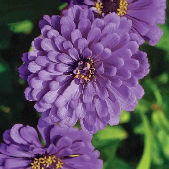 Dahlia Çiçekli Lavender Zinya Çiçeği Tohumu (40 tohum) ürün görseli 1