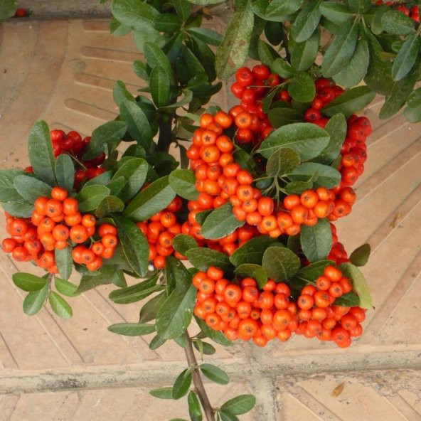Tüplü Ateş Dikeni (Pyracantha) Fidanı ürün görseli 1