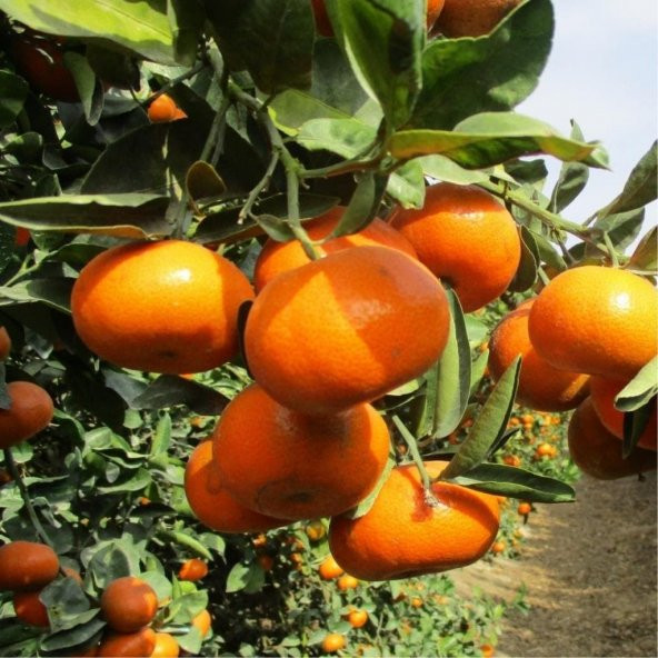 Tüplü Aşılı Aromatik Bol Verimli Yarı Bodur Nova Mandalina Fidanı ürün görseli 1