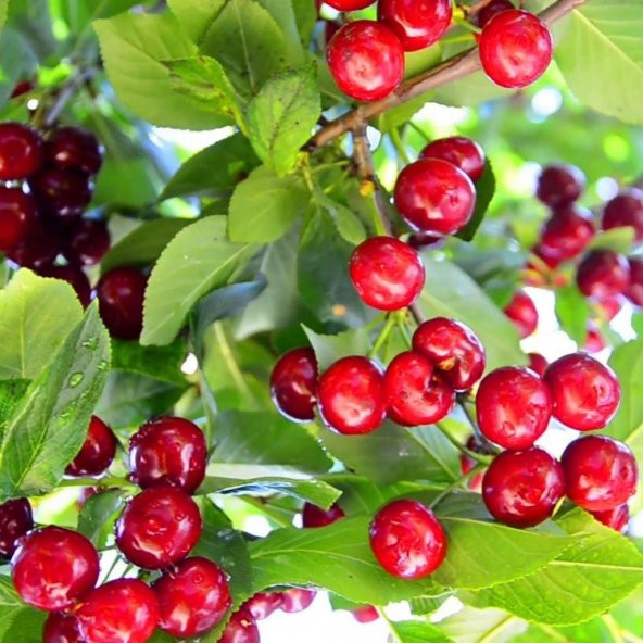 Tüplü Aromatik Bol Verimli Yarı Bodur Montmorency Vişne Fidanı ürün görseli 1