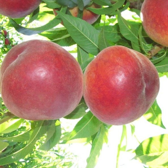Tüplü Çok Geçci Bol Verimli Yarı Bodur Red Elegant Şeftali Fidanı ürün görseli 1