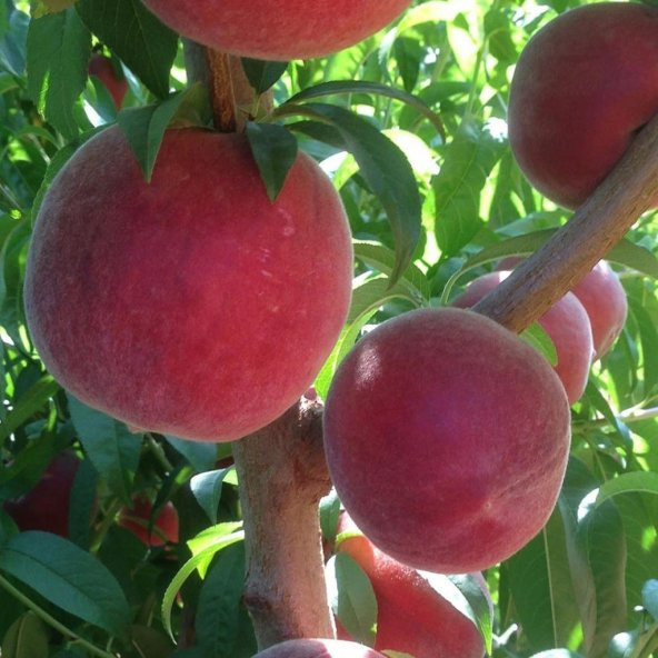 Tüplü Aromatik Bol Verimli Yarı Bodur Carselet Şeftali Fidanı ürün görseli 1