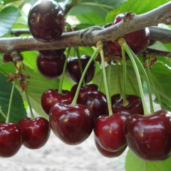 Tüplü Aromatik Kendine Verimli Yarı Bodur Noble Kiraz Fidanı ürün görseli 1