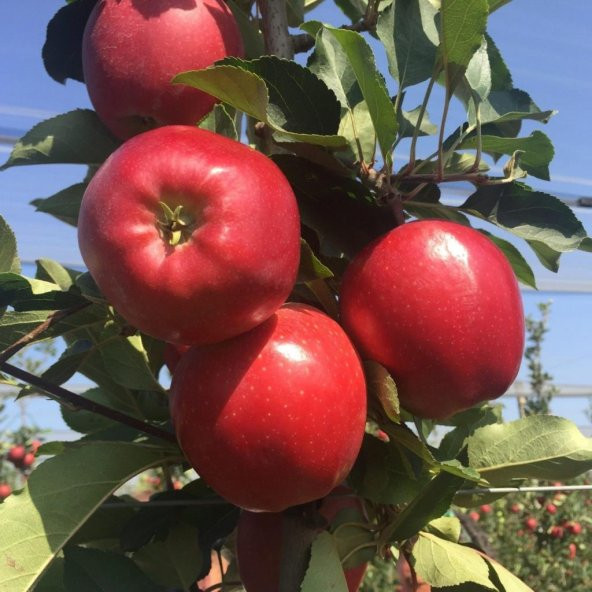 Tüplü Aşılı Özel Ürün Bol Verimli Yarı Bodur Red Jonaprince Elma Fidanı ürün görseli 1