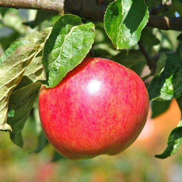 Tüplü Aşılı Verimli Yazlık Yarı Bodur Summer Red Elma Fidanı ürün görseli 1