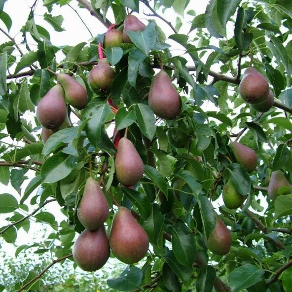 Tüplü Aşılı Leziz Aromalı Yarıbodur Carmen Armut Fidanı ürün görseli 1