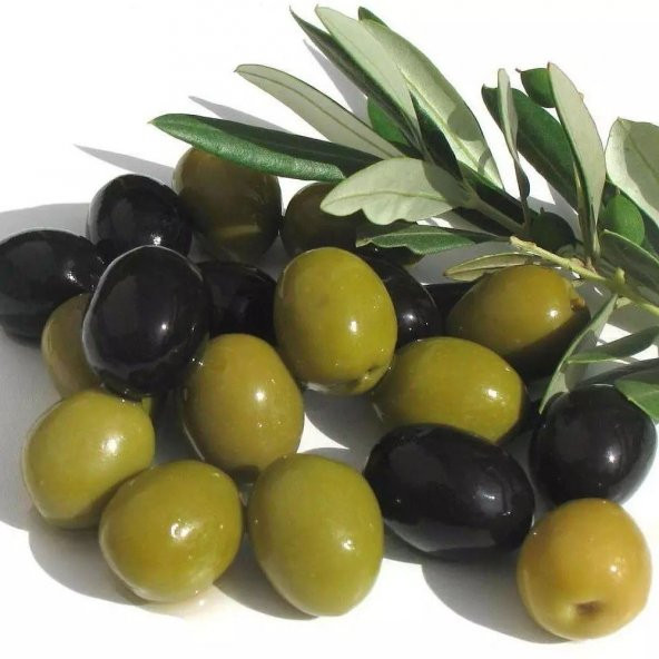 Tüplü Salamuralık Gemlik Trilye Zeytin Fidanı ürün görseli 1