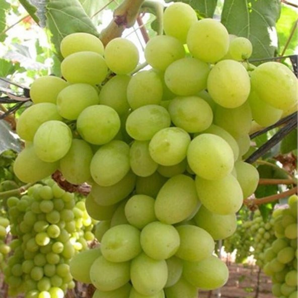 Tüplü Superior Seedless Çekirdeksiz Üzüm(Asma-Bağ) Fidanı ürün görseli 1