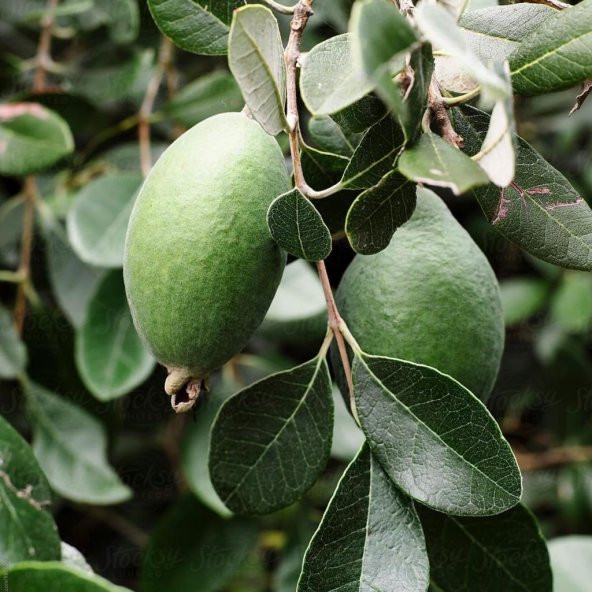 Tüplü Nadir Bulunan Feijoa (Kaymak Ağacı) Fidanı ürün görseli 1