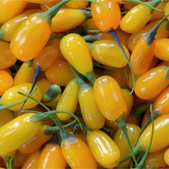 Tüplü Nadir Altuni Amber Sweet Sarı Goji Berry Fidanı (Sınırlı Stok) ürün görseli 1