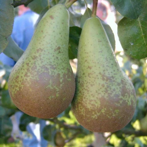 Tüplü Aşılı Özel Aromalı Geçci Abete Fetel Armut Fidanı ürün görseli 1