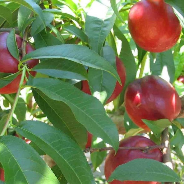 Tüplü Aşılı Verimli Geçci Morsianna Nektarin Fidanı ürün görseli 1