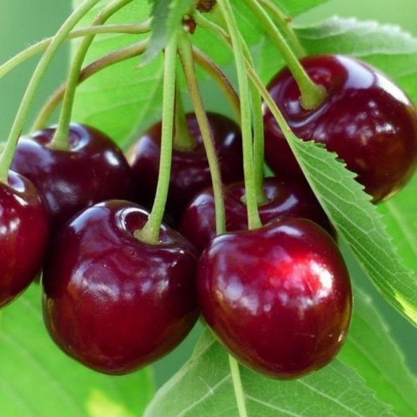 Tüplü Aşılı Kendine Verimli Celeste Kiraz Fidanı ürün görseli 1
