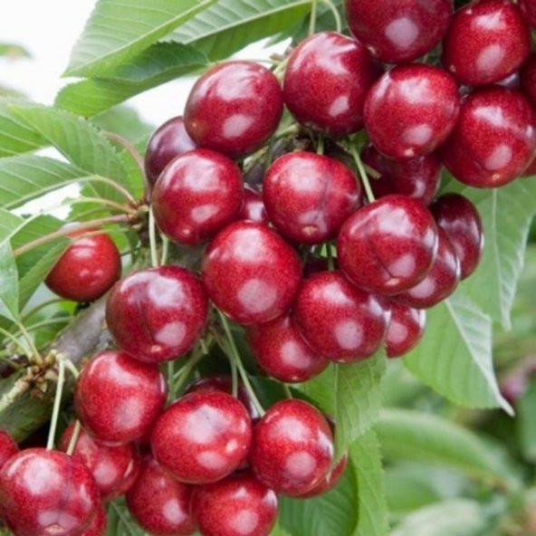 Tüplü Aşılı Yüksek Verimli Sweet Heart Kiraz Fidanı ürün görseli 1