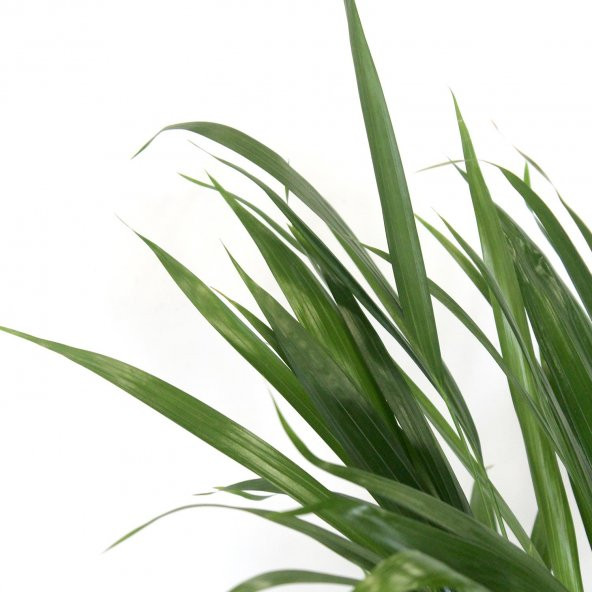 Areka Bitkisi 80 Cm Çiçek Antalya - Resim 3