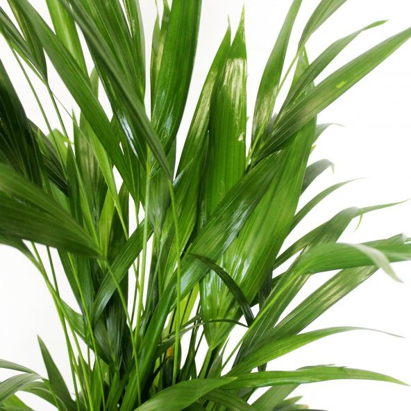 Areka Bitkisi 80 Cm Çiçek Antalya - Resim 4