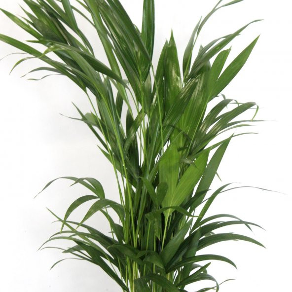 Areka Bitkisi 80 Cm Çiçek Antalya - Resim 5