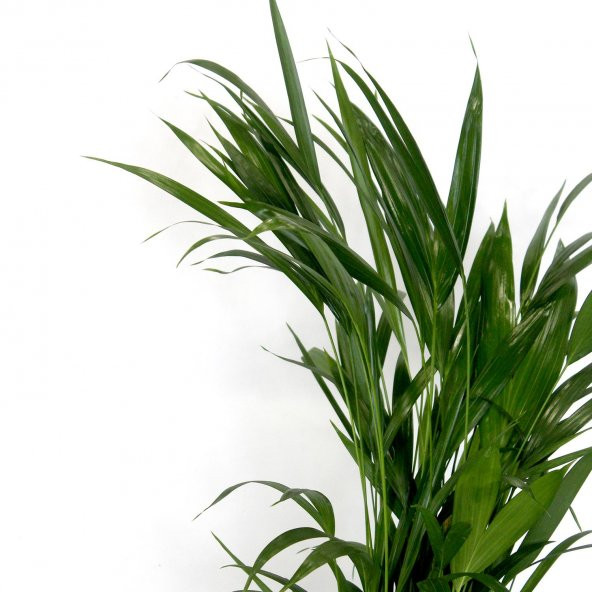 Areka Bitkisi 80 Cm Çiçek Antalya - Resim 6