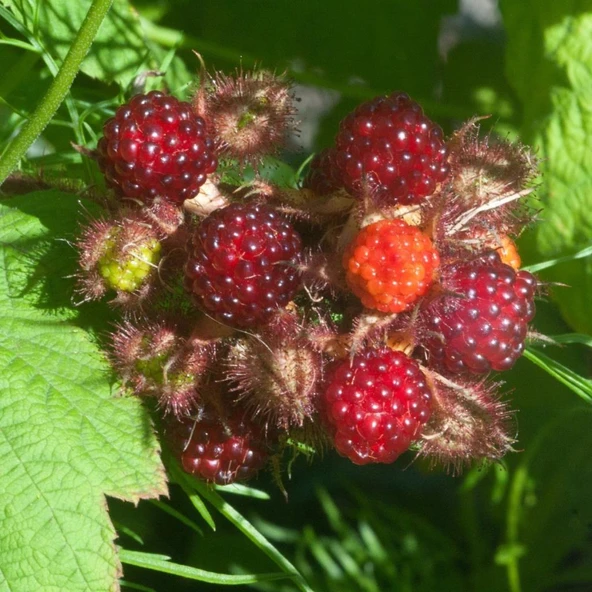 Tüplü Verimli Yediveren Japon Wineberry Şarap Ahududu Fidanı ürün görseli 1