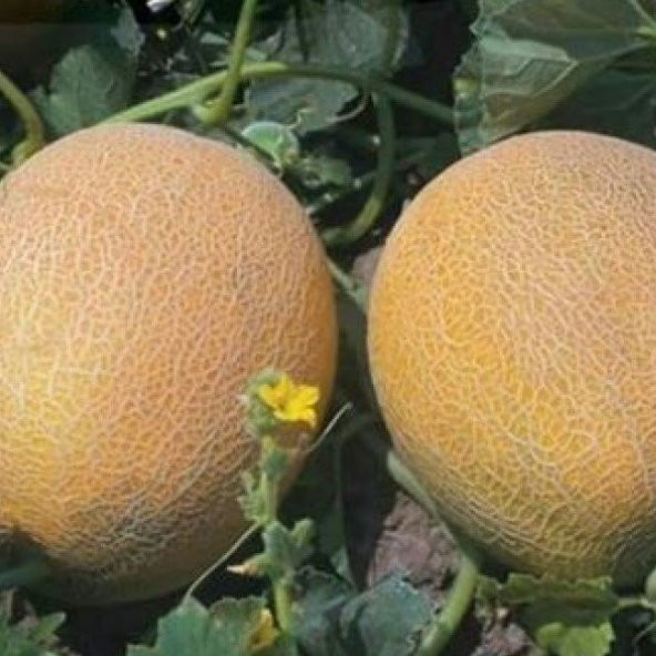 Kokulu Jumbo Kavun Fidesi (5 adet) ürün görseli 1