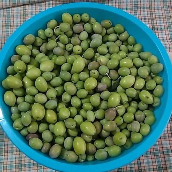 Saksılı Çizmelik Özel Üretim Çekişte Zeytin Fidanı ürün görseli 1