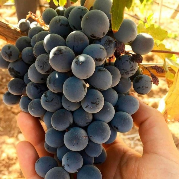 Tüplü Merlot Üzüm(Asma-Bağ) Fidanı ürün görseli 1